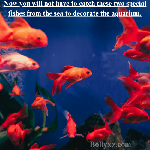 Now you will not have to catch these two special fishes from the sea to decorate the aquarium