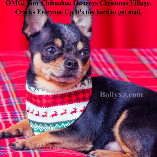 OMG! Tiny Chihuahua Destroys Christmas Village, Cracks Everyone Up It's too hard to get mad.