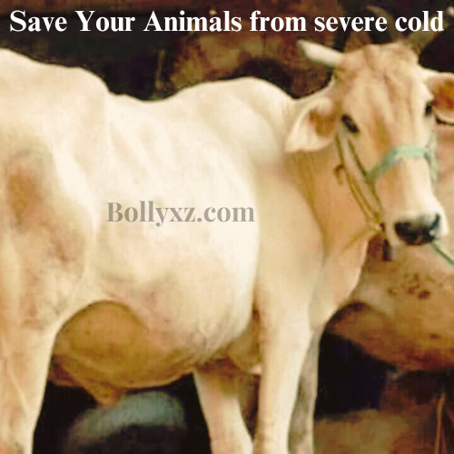 Save Your Animals from severe cold