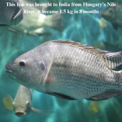 This fish was brought to India from Hungary's Nile River, it became 1.5 kg in 8 months.