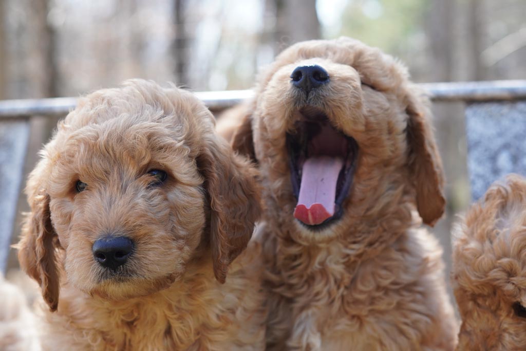 Goldendoodle got caught in the Thanksgiving pumpkin pie heist and he’s not even hurting!