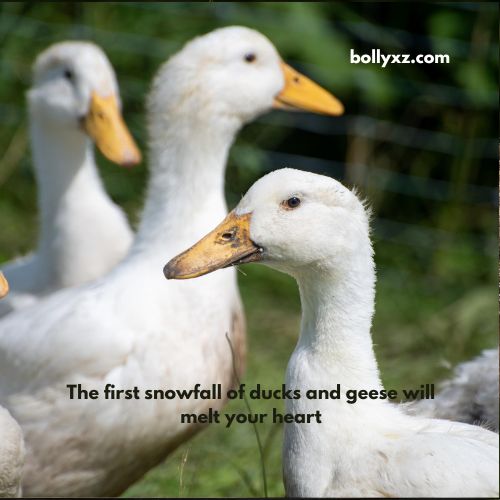 The first snowfall of ducks and geese will melt your heart