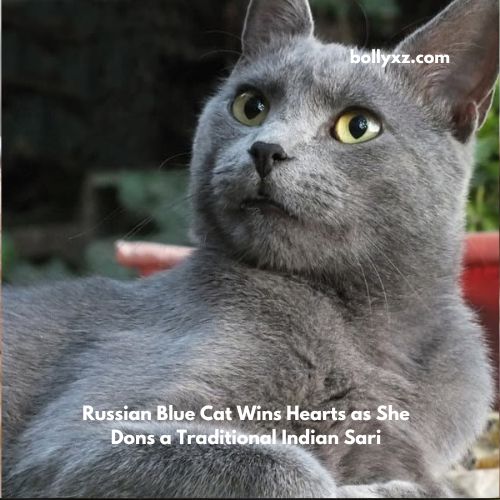 Russian Blue Cat Wins Hearts as She Dons a Traditional Indian Sari