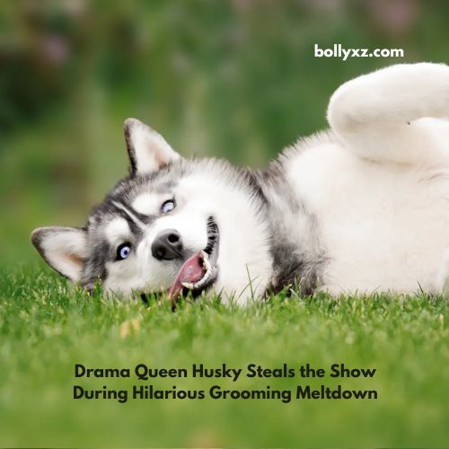 Drama Queen Husky Steals the Show During Hilarious Grooming Meltdown